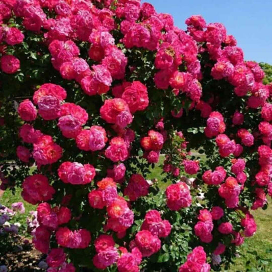 Elegant Climbing Rose Flower Seeds With Plant Growth Suplement